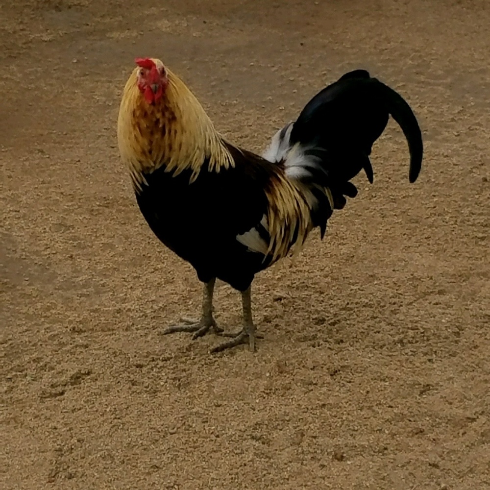 Meet your Posher, Tawnya